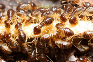 Discover Our Termite Inspection Services.