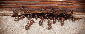 Our team at Pesti Pest Control get calls across Perth every week to treat our clients Ant infestation problems