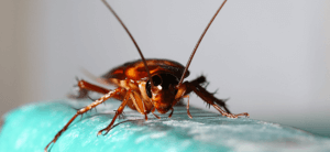 If you live in Perth, your home or office is a prime target for a cockroach infestation. Contact Pesti Pest Control for your cockroach control needs.