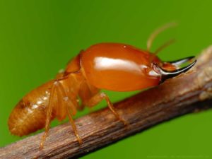 Termites are sometimes called “silent destroyers” because they can chew through wood, flooring and even wallpaper