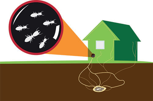 You can trust that when you call us to get rid of your ants, we do it with the long-term prevention of the problem as our goal.
