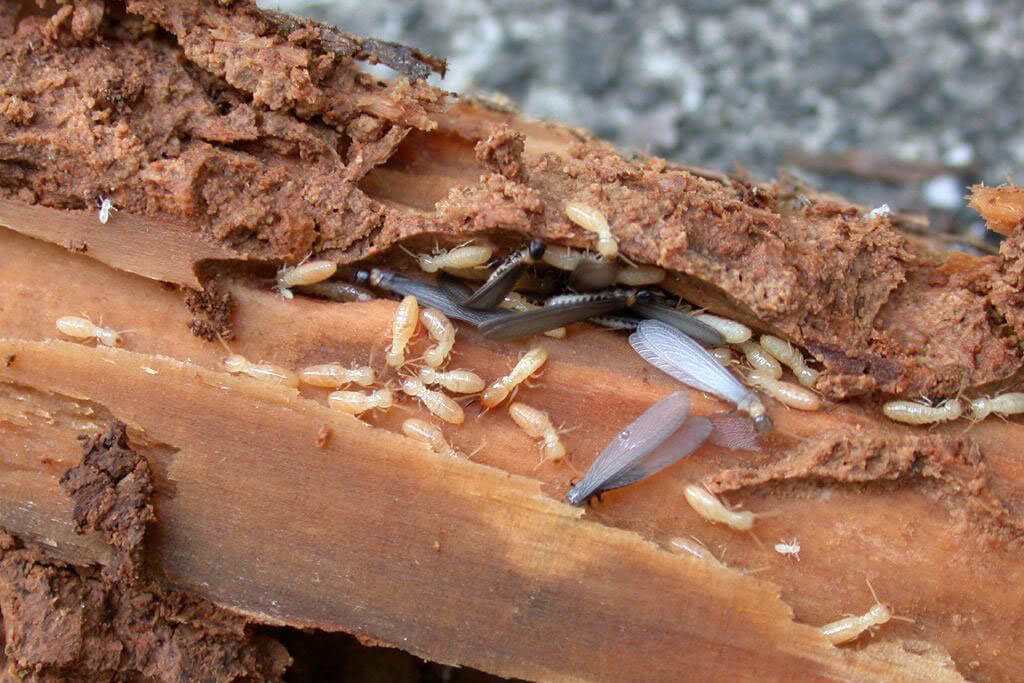 termite, termite protection, what do termites look like, termite bait, how to get rid of termites, termite barrier cost, termites in house, types of termites, termite poison, pest inspection cost, termite prevention, property inspection perth,  sentricon termite system, how big are termites, termite control cost, termite damage repair, residential pest control, budget pest control perth, difference between ants and termites