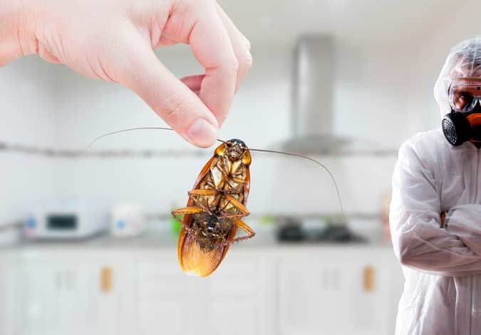 pest control Perth, exterminator, cockroach spray, home pest control, bug control Perth, mouse exterminator, types of roaches, how to catch a cockroach, how does cockroach bait work, boric acid cockroach killer, german cockroach spray, boric acid powder for roaches, best pesticide for cockroaches, combat cockroach, light brown cockroach