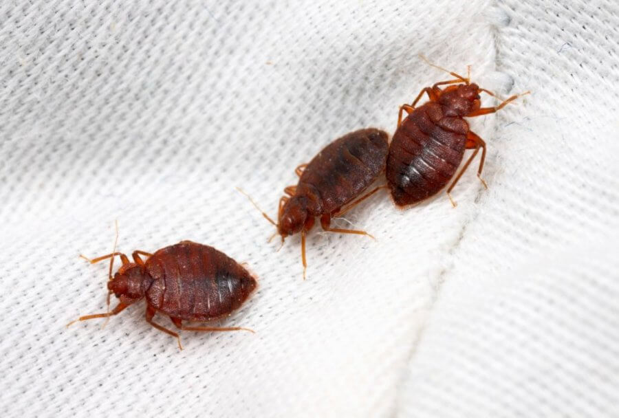 bed bug bites, bed bug treatment, what causes bed bugs, bed bug killer, bed bug bites look
like, bedbugs on mattress, how do i get rid of bed bugs, where do bed bugs hide, how to
avoid bed bugs, best bed bug spray, what to do in bed, bed bug detector, what to do for bed
bug bites, bed bugs how do you get them, bed bug pest control Perth cost, does heat kill bed
bugs