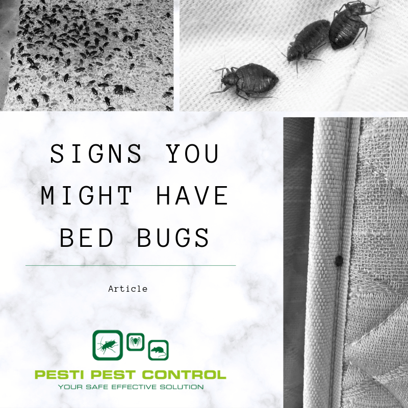 pest control Perth, what do bed bugs look like, bed bugs signs, how to get rid of bed bug bites, bug control, how do i know if i have bed bugs, how do u get bed bugs, how to rid bed bugs, medicine for bed bugs, natural bed bug killer, what to do if you have bed bugs, bed bug treatment cost, how you get bed bugs, what causes bed bugs to come, bed bug heat treatment cost, homemade bed bug killer