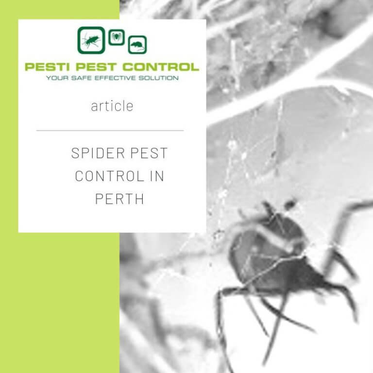 Spider Pest Control in Perth Pesti Pest Control Perth