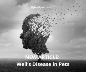 Weil’s Disease in Pets: Causes, Symptoms and Treatment
