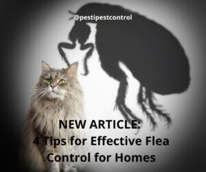 4 Tips for Effective Flea Control for Homes