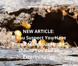If You Suspect You Have Termites in Your House, Should You Call an Exterminator?