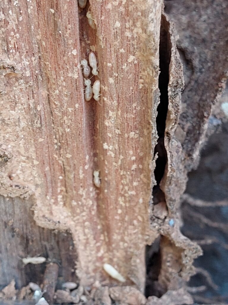 Termite Infestation Pesti Pest Control Perth