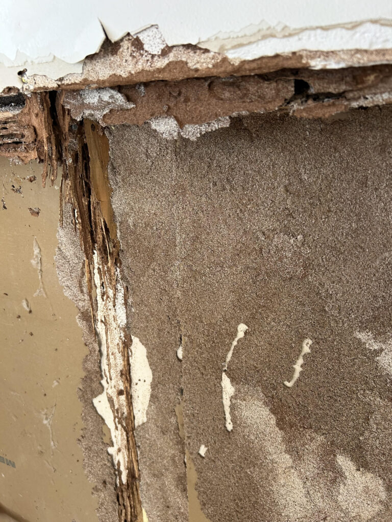 Termite Damage 1