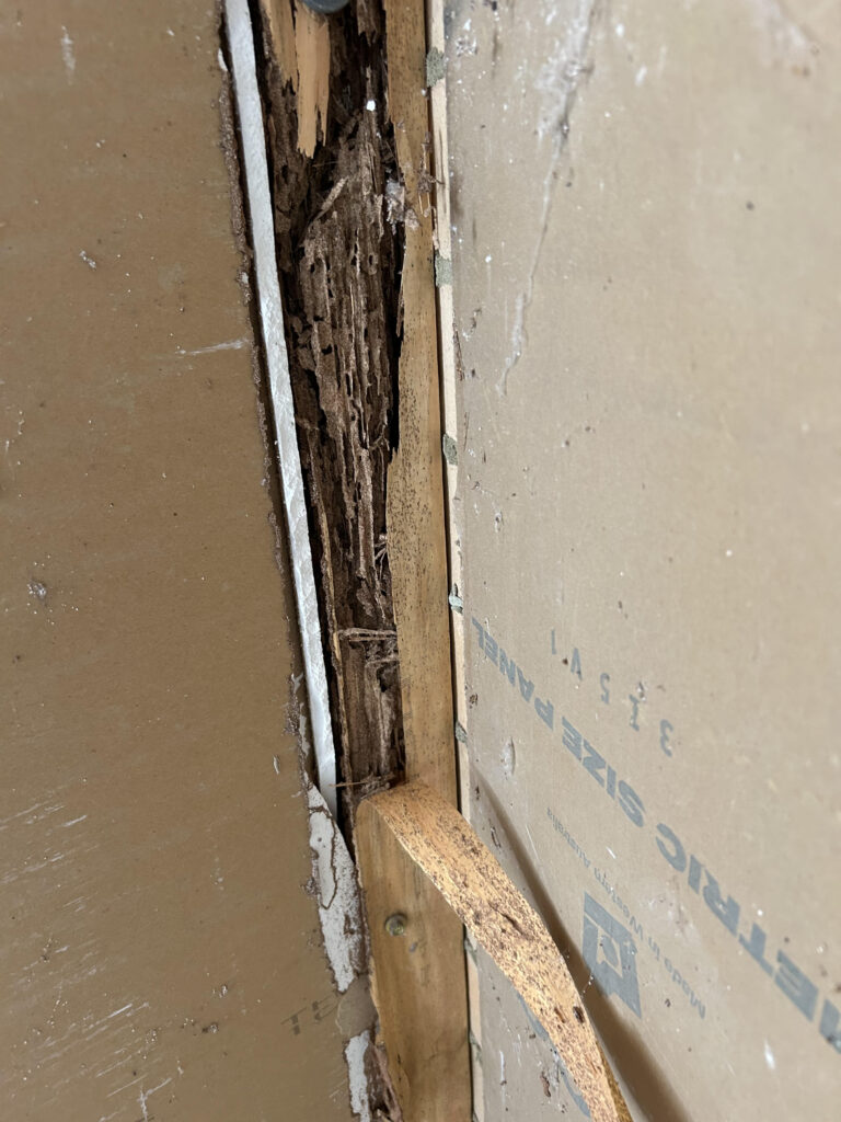 Termite Damage 2