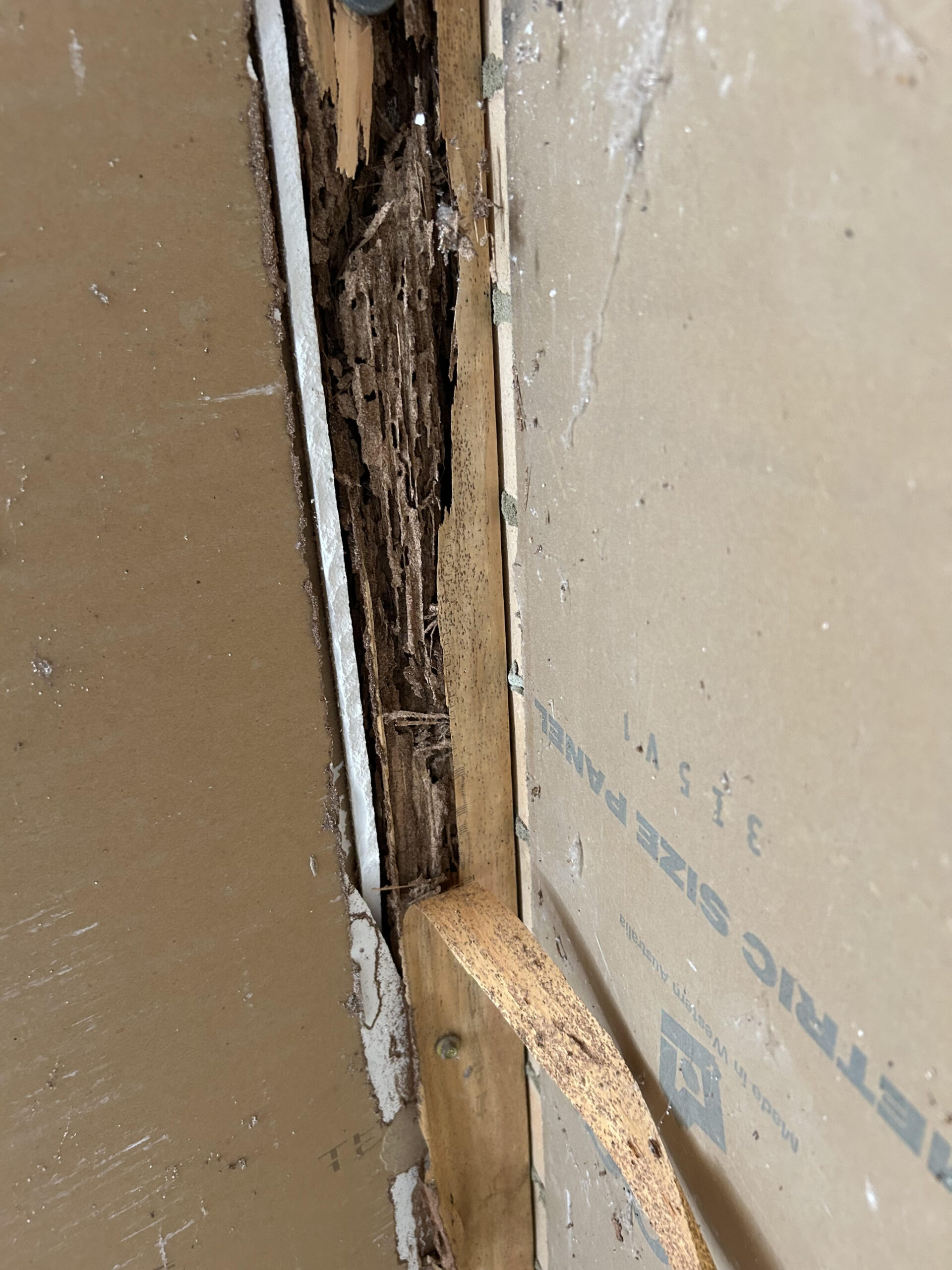 Affordable Termite Treatment Perth - Pesti Pest Control