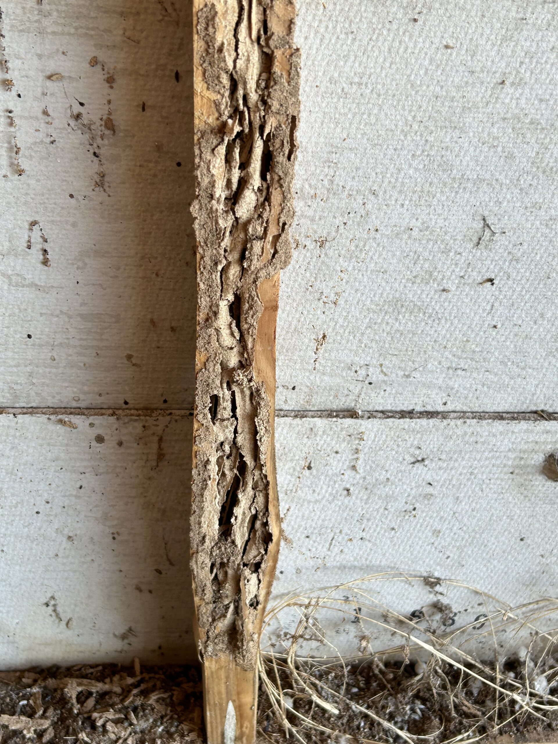 Affordable Termite Treatment Perth - Pesti Pest Control