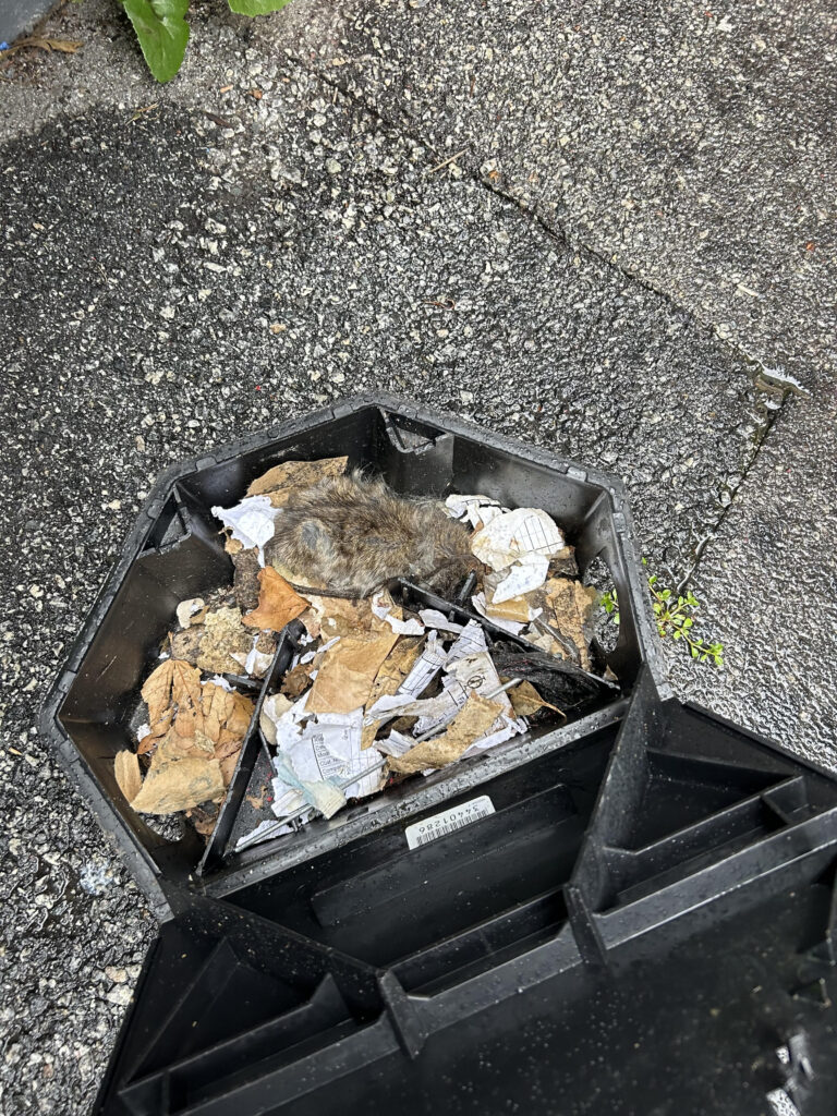 Dead rat inside a bin